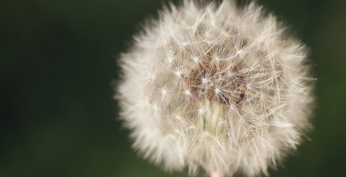 white dandelion