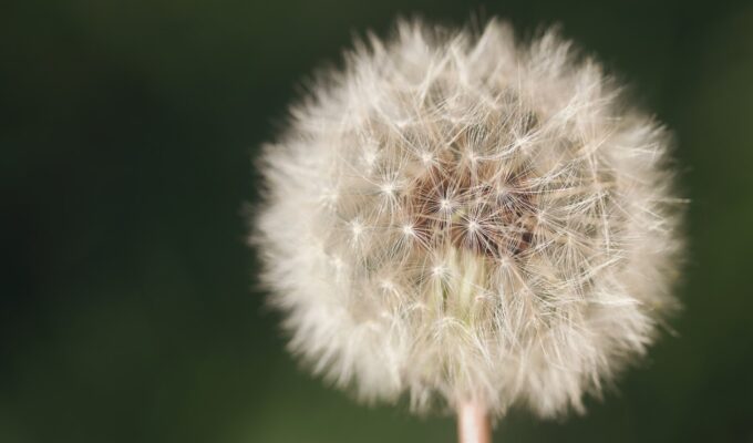 white dandelion