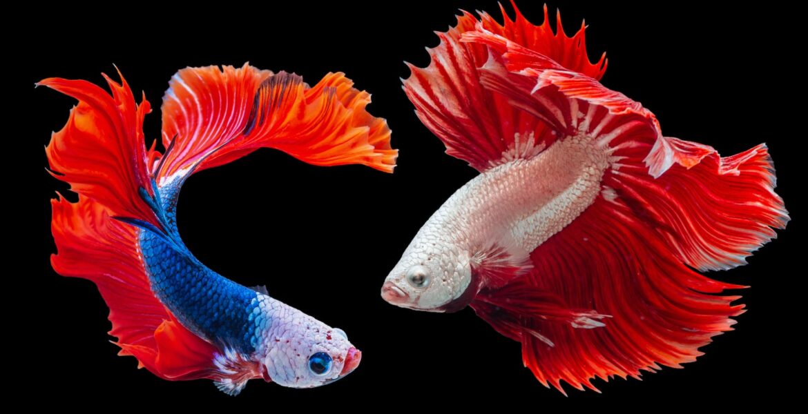 two Siamese fighting fishes