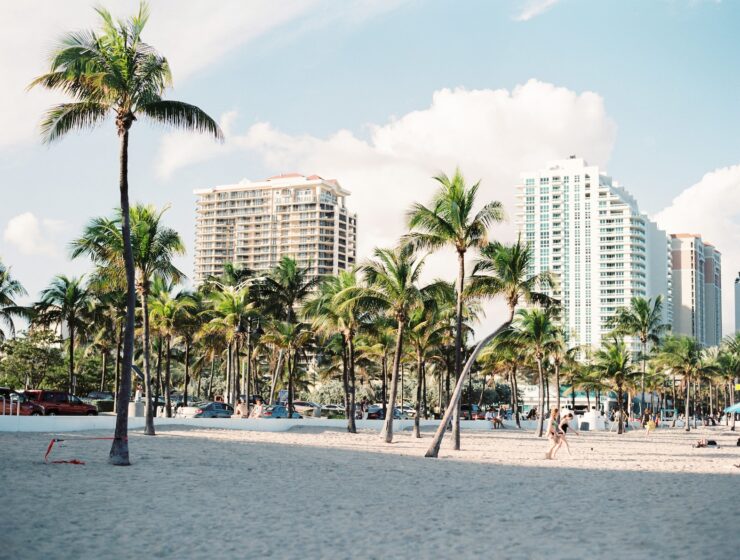 palm trees near buildings