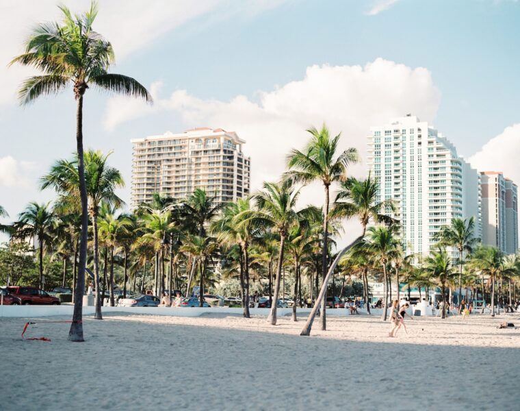 palm trees near buildings