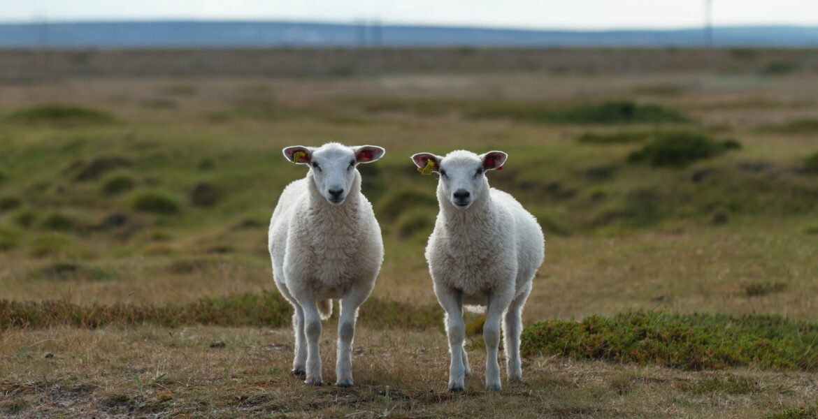 a couple of sheep standing on top of a grass covered field