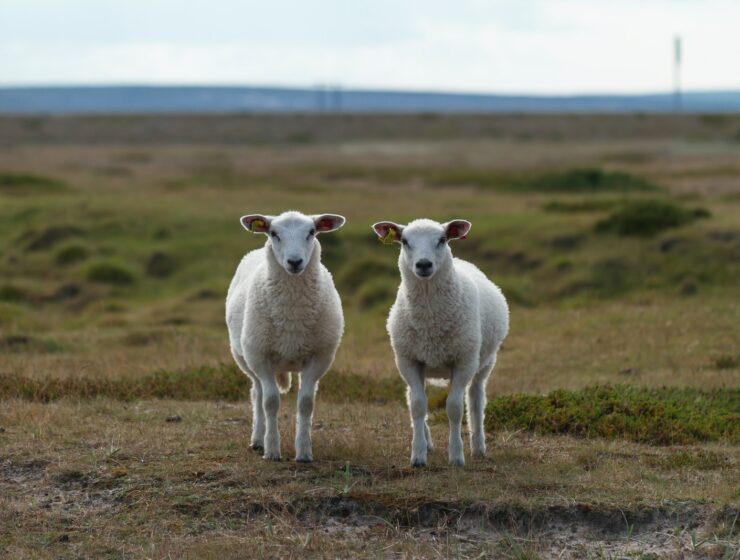 a couple of sheep standing on top of a grass covered field