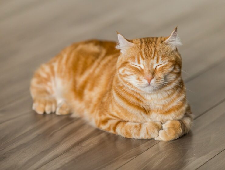 orange tabby cat on brown parquet floor