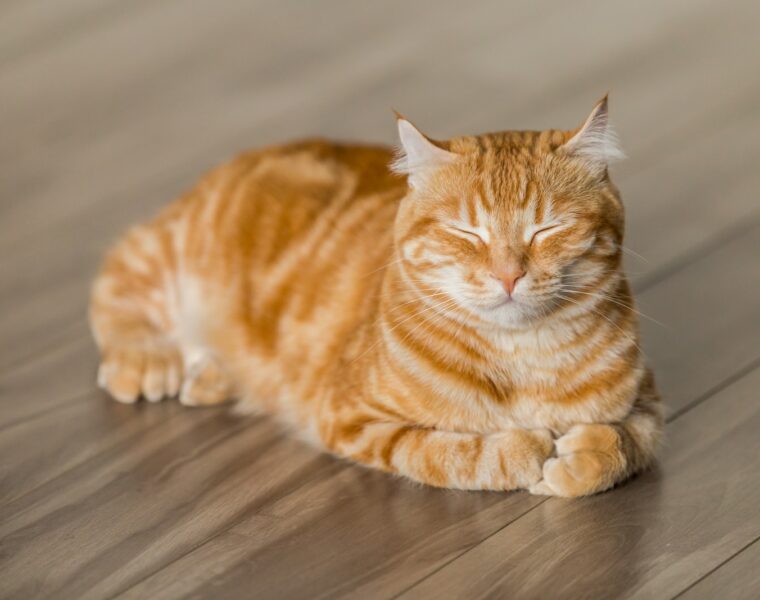 orange tabby cat on brown parquet floor
