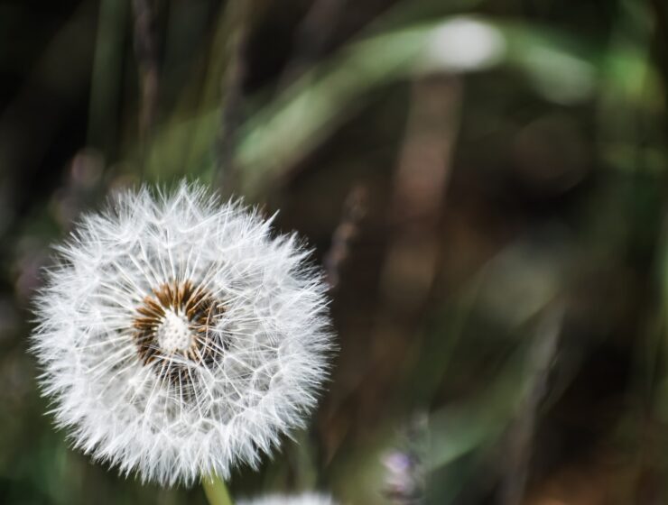 white dandelion flower selective focus photography