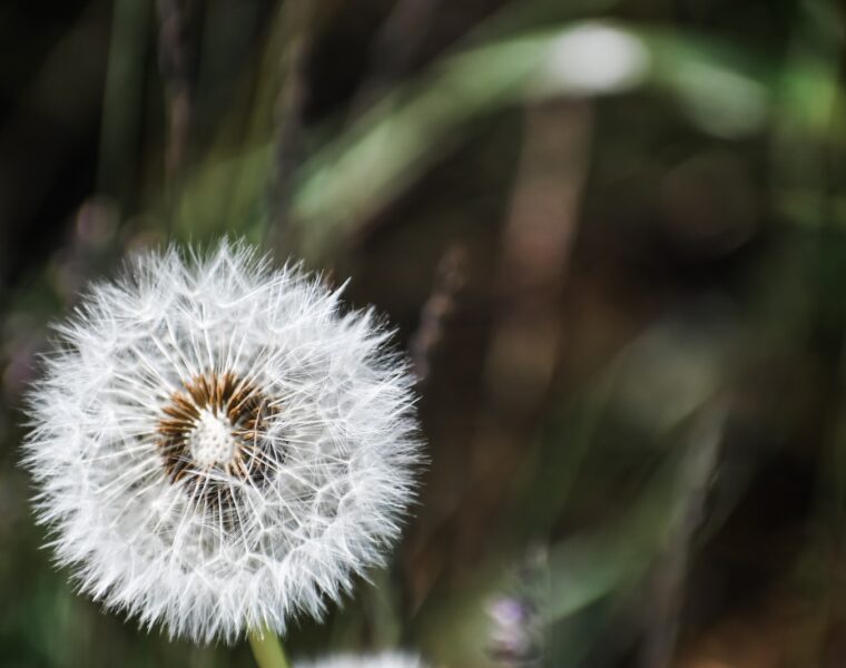 white dandelion flower selective focus photography