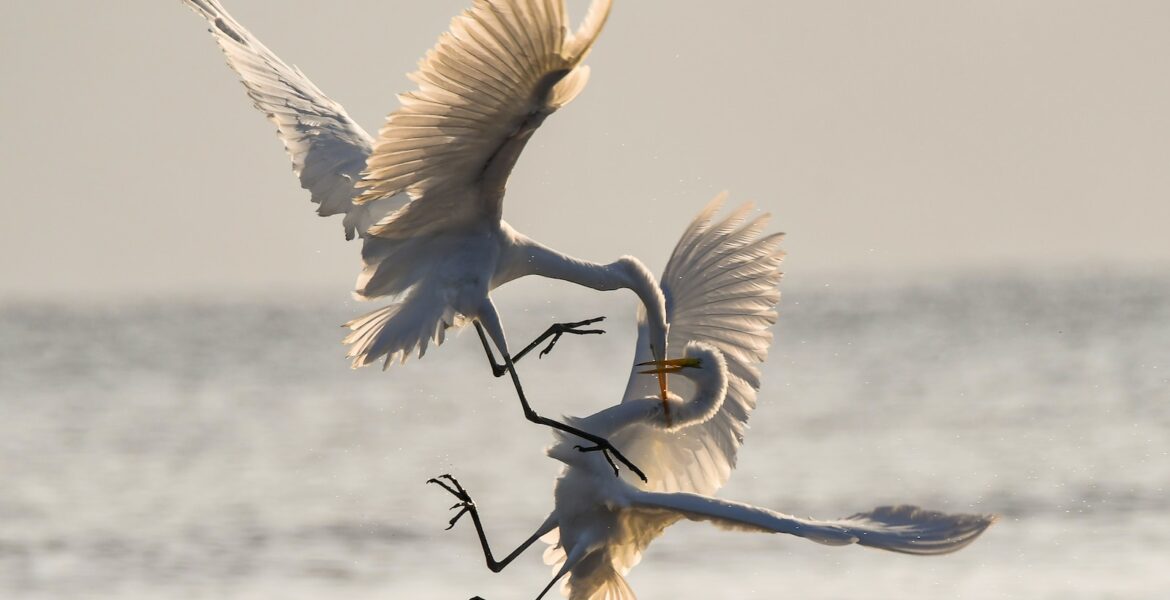 two crane fighting while flying