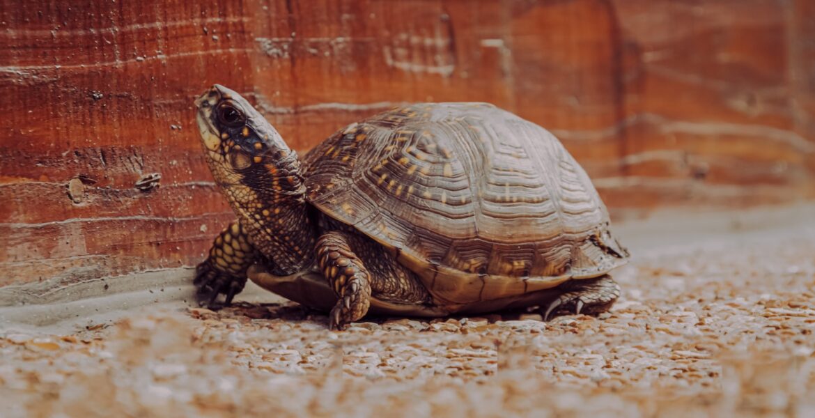 brown and black turtle on brown sand