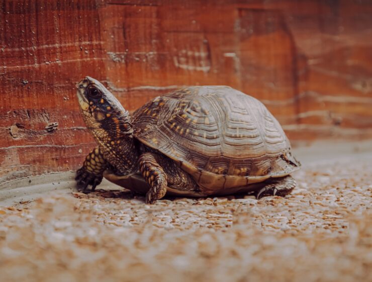 brown and black turtle on brown sand
