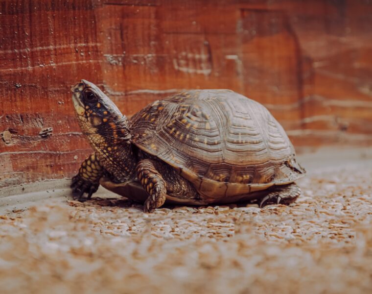 brown and black turtle on brown sand